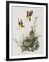 Illustration from 'Birds of America', 1827-38-John James Audubon-Framed Giclee Print