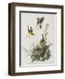 Illustration from 'Birds of America', 1827-38-John James Audubon-Framed Giclee Print