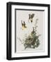 Illustration from 'Birds of America', 1827-38-John James Audubon-Framed Giclee Print