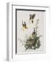 Illustration from 'Birds of America', 1827-38-John James Audubon-Framed Giclee Print