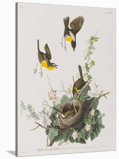 Illustration from 'Birds of America', 1827-38-John James Audubon-Stretched Canvas