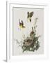 Illustration from 'Birds of America', 1827-38-John James Audubon-Framed Giclee Print