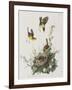 Illustration from 'Birds of America', 1827-38-John James Audubon-Framed Giclee Print