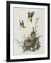 Illustration from 'Birds of America', 1827-38-John James Audubon-Framed Giclee Print