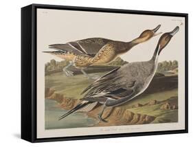 Illustration from 'Birds of America', 1827-38-John James Audubon-Framed Stretched Canvas