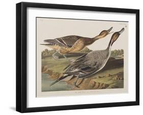 Illustration from 'Birds of America', 1827-38-John James Audubon-Framed Giclee Print