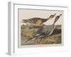 Illustration from 'Birds of America', 1827-38-John James Audubon-Framed Giclee Print