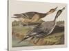 Illustration from 'Birds of America', 1827-38-John James Audubon-Stretched Canvas