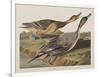 Illustration from 'Birds of America', 1827-38-John James Audubon-Framed Giclee Print