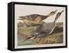 Illustration from 'Birds of America', 1827-38-John James Audubon-Framed Stretched Canvas