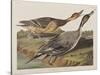 Illustration from 'Birds of America', 1827-38-John James Audubon-Stretched Canvas