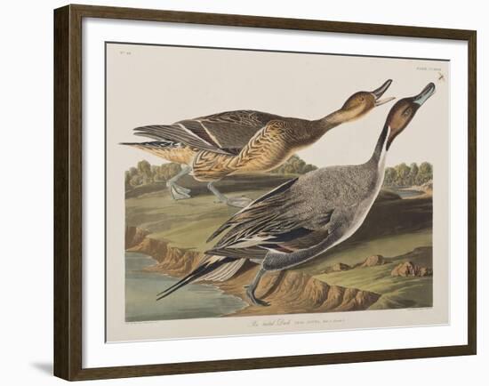 Illustration from 'Birds of America', 1827-38-John James Audubon-Framed Giclee Print