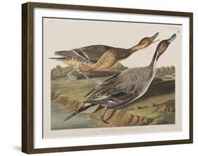 Illustration from 'Birds of America', 1827-38-John James Audubon-Framed Giclee Print