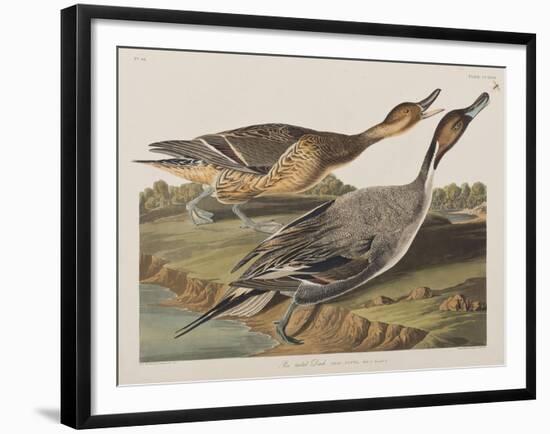 Illustration from 'Birds of America', 1827-38-John James Audubon-Framed Giclee Print