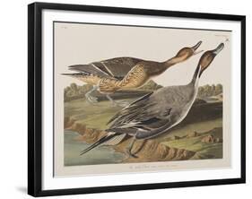 Illustration from 'Birds of America', 1827-38-John James Audubon-Framed Giclee Print