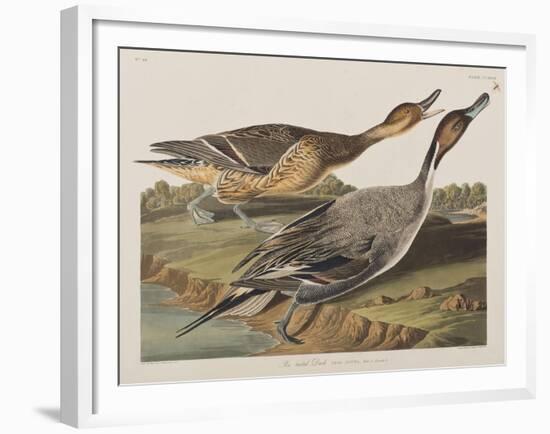 Illustration from 'Birds of America', 1827-38-John James Audubon-Framed Giclee Print