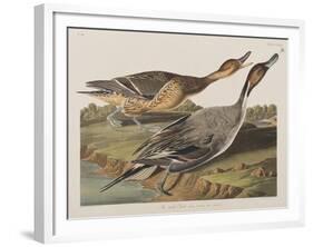 Illustration from 'Birds of America', 1827-38-John James Audubon-Framed Giclee Print