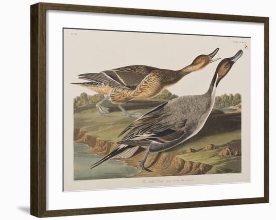 Illustration from 'Birds of America', 1827-38-John James Audubon-Framed Giclee Print