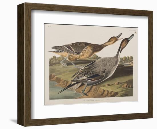 Illustration from 'Birds of America', 1827-38-John James Audubon-Framed Giclee Print