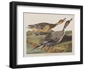 Illustration from 'Birds of America', 1827-38-John James Audubon-Framed Giclee Print