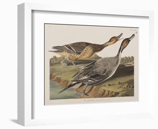 Illustration from 'Birds of America', 1827-38-John James Audubon-Framed Giclee Print