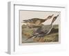 Illustration from 'Birds of America', 1827-38-John James Audubon-Framed Giclee Print