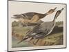 Illustration from 'Birds of America', 1827-38-John James Audubon-Mounted Giclee Print