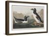 Illustration from 'Birds of America', 1827-38-John James Audubon-Framed Giclee Print