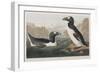 Illustration from 'Birds of America', 1827-38-John James Audubon-Framed Giclee Print