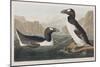 Illustration from 'Birds of America', 1827-38-John James Audubon-Mounted Giclee Print