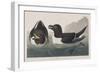 Illustration from 'Birds of America', 1827-38-John James Audubon-Framed Giclee Print