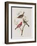 Illustration from 'Birds of America', 1827-38-John James Audubon-Framed Giclee Print