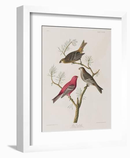 Illustration from 'Birds of America', 1827-38-John James Audubon-Framed Giclee Print