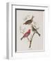 Illustration from 'Birds of America', 1827-38-John James Audubon-Framed Giclee Print