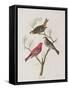 Illustration from 'Birds of America', 1827-38-John James Audubon-Framed Stretched Canvas