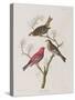 Illustration from 'Birds of America', 1827-38-John James Audubon-Stretched Canvas