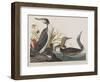 Illustration from 'Birds of America', 1827-38-John James Audubon-Framed Giclee Print