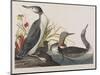 Illustration from 'Birds of America', 1827-38-John James Audubon-Mounted Giclee Print