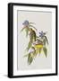 Illustration from 'Birds of America', 1827-38-John James Audubon-Framed Giclee Print