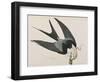 Illustration from 'Birds of America', 1827-38-John James Audubon-Framed Giclee Print