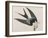 Illustration from 'Birds of America', 1827-38-John James Audubon-Framed Giclee Print