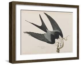 Illustration from 'Birds of America', 1827-38-John James Audubon-Framed Giclee Print