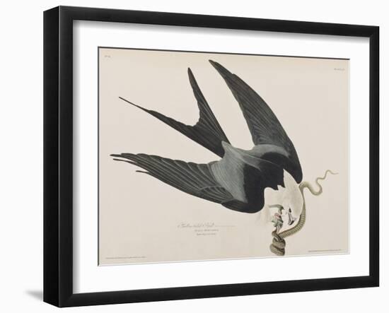 Illustration from 'Birds of America', 1827-38-John James Audubon-Framed Giclee Print