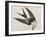 Illustration from 'Birds of America', 1827-38-John James Audubon-Framed Giclee Print