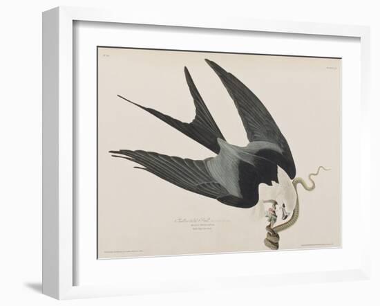 Illustration from 'Birds of America', 1827-38-John James Audubon-Framed Giclee Print