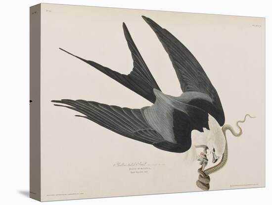 Illustration from 'Birds of America', 1827-38-John James Audubon-Stretched Canvas