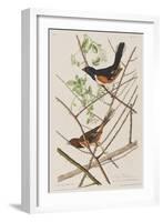 Illustration from 'Birds of America', 1827-38-John James Audubon-Framed Giclee Print