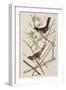 Illustration from 'Birds of America', 1827-38-John James Audubon-Framed Giclee Print