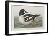 Illustration from 'Birds of America', 1827-38-John James Audubon-Framed Giclee Print