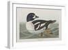 Illustration from 'Birds of America', 1827-38-John James Audubon-Framed Giclee Print